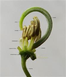  Pistil and Stamens (3+4+2)